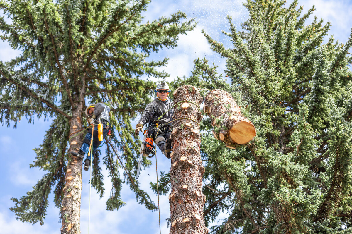 Over The Top arborist roped high in a pine over Butte