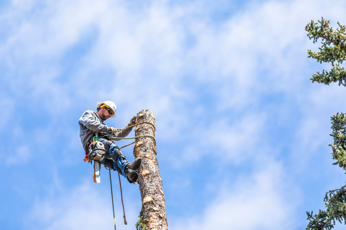 Arborist roped in for a technical removal
