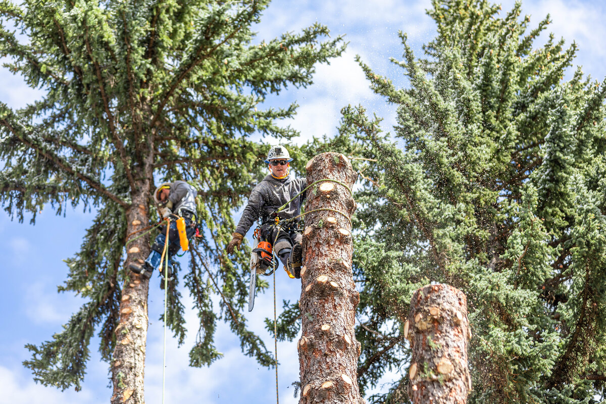 Climber working a tall conifer on a removal
