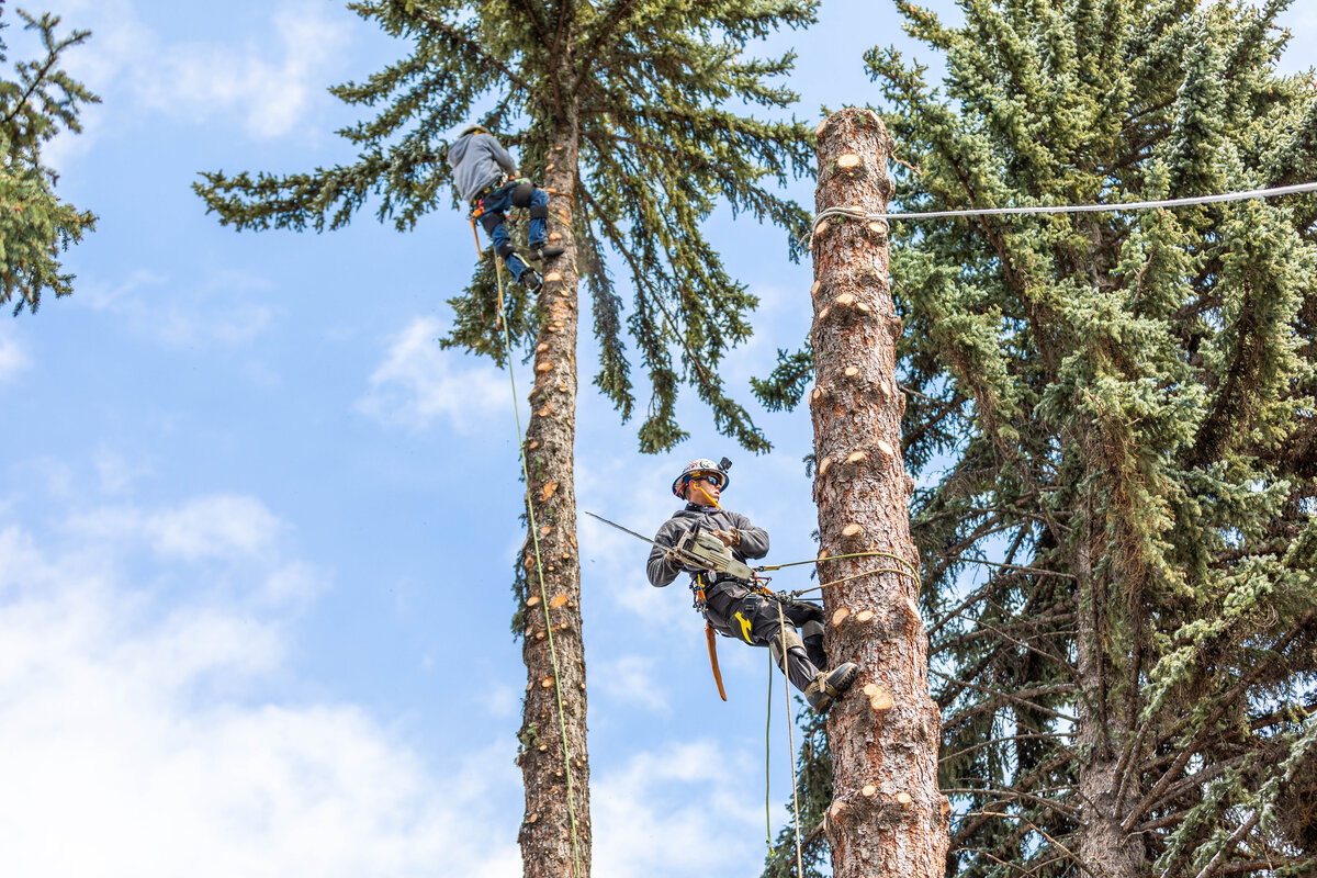 Arborist topping a big tree piece by piece