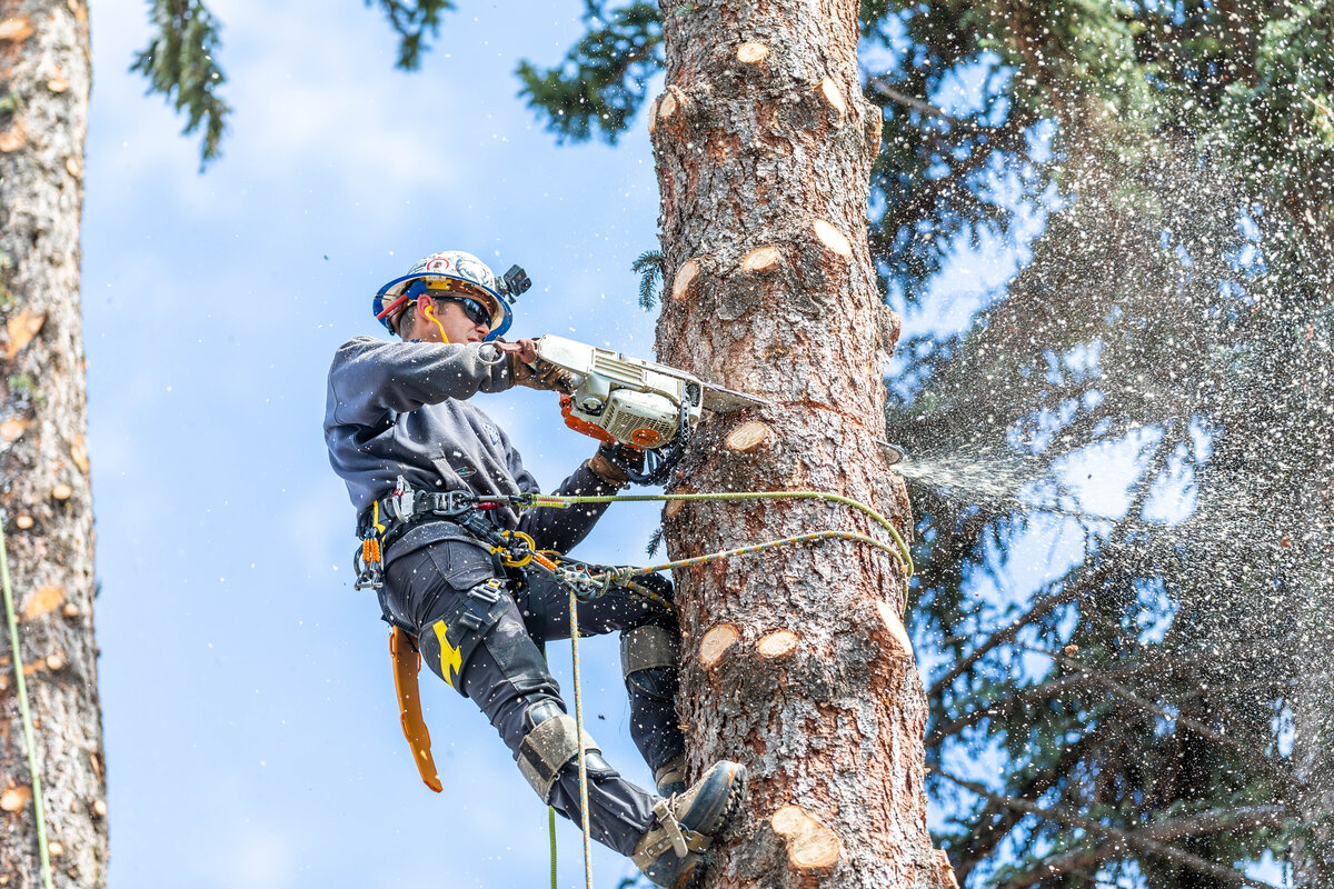 Climber high in the canopy with the valley below