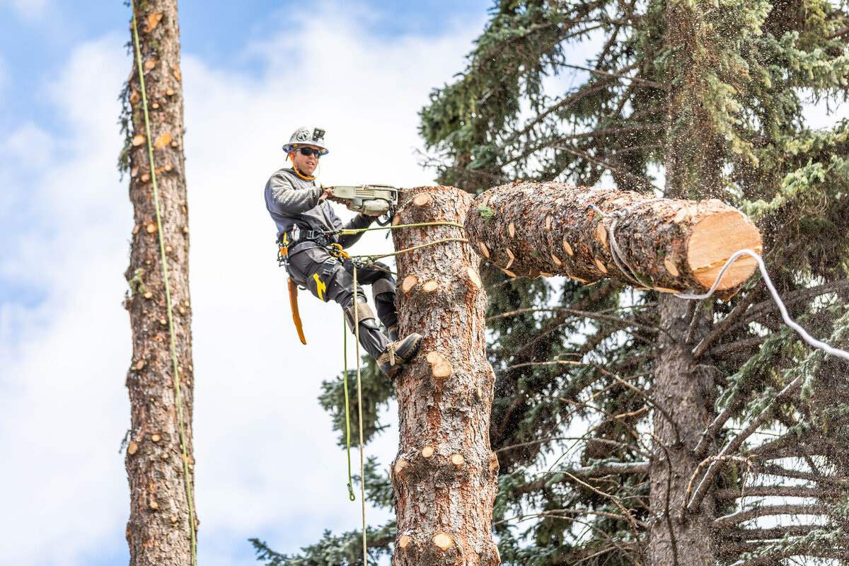 Roped climber sectioning a large trunk