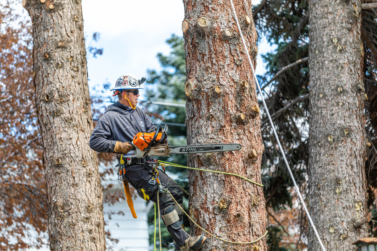 Arborist working a removal in tight quarters