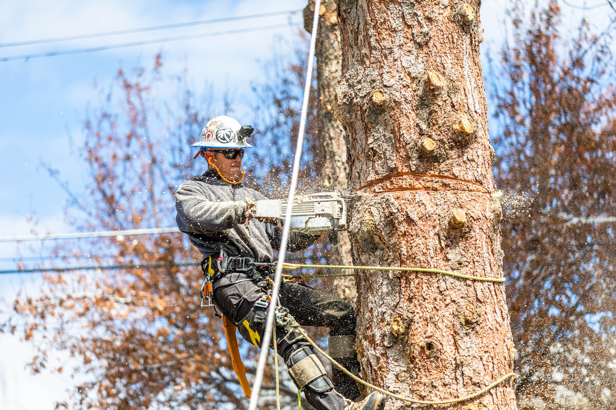 Crew member rigging down a tall tree