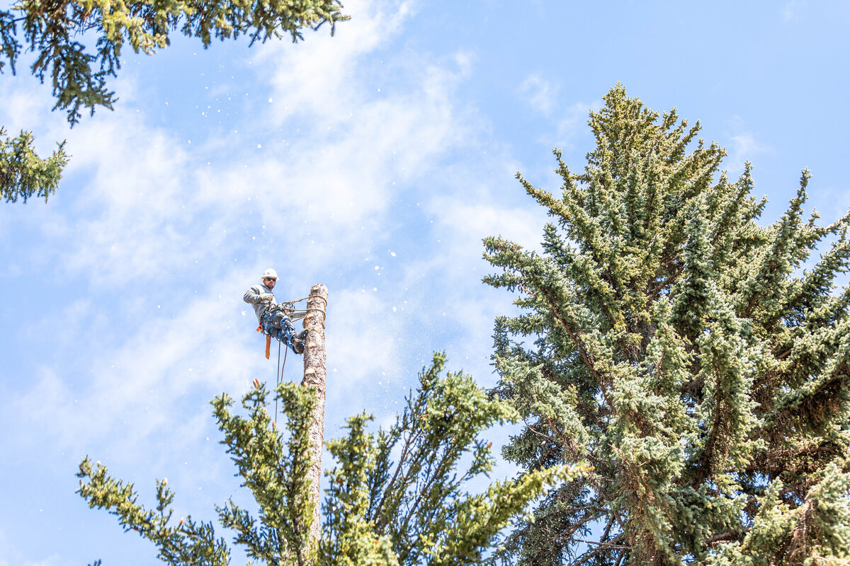 Climber cutting high on a Montana pine