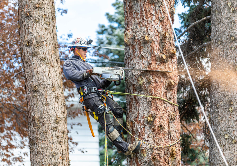 Crew safely taking down a dangerous tree