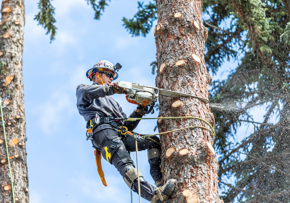 Over The Top arborist roped high in a conifer during a removal