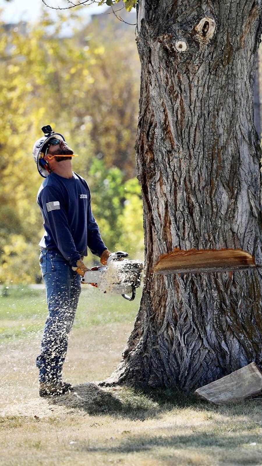 Over The Top arborist making a precise felling cut on a large tree